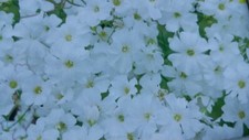 Schleierkraut weiss * Gypsophila * 100 * Blumensamen * handverlesen