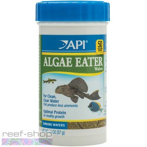 algae eating marine fish