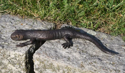 Escultura de bronce Salamandra - Lagarto Decoración para Hogar y Jardín
