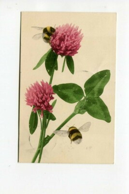 ancient postcard motif card, red clover with bumblebees 1905 //06