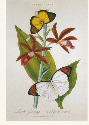 Butterflies: A Book of 30 Postcards, American Museum of Natural History, 1998 - Picture 8 of 9