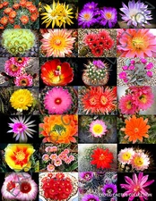 COLOR CACTUS MIX @@ exotic cacti flowering desert succulent plant seed 100 seeds