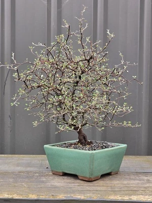 🌼 Corokia BONSAI, FREE EXPRESS POST With The Pot - image 1 of 4