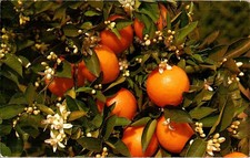 Postal de Palm Beach FL RAMA DE UN NARANJO FRUTO Y FLORES j/26 AW1600
