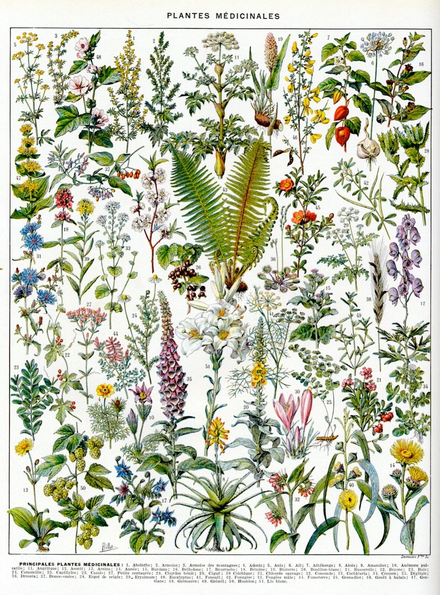 Medicinal Plants Chart - Vintage Botanical Herb Reference Print