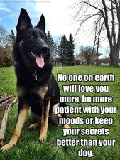 German shepherd  refrigerator magnet 2 1/2x 3 1/2