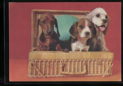 3D AK Three Dogs in Basket 