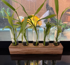 Plant Propagation Station 5 Glass Test Tubes Plant Terrarium w/ Wooden Stand New
