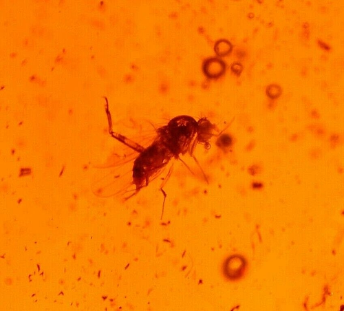 Lauxaniidenfliege mit Arbeiterameise in ROT Dominikanischer Bernstein Fossil Edelstein - Bild 3 von 9