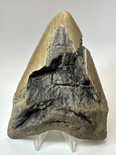 Megalodon Shark Tooth 5.62 inch - Big - Natural Fossil - Real - Authentic 18661