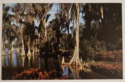 Cyprus Trees  Cypress Gardens Florida FL Vintage Unused Postcard XL6 