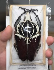 Centoniinae Goliathus goliatus 93mm A- From Cameroon ???? 