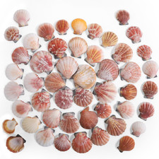 PPCLION 45 PCS Small Scallop Shell for DIY Crafts Decor Small Seashells for Home