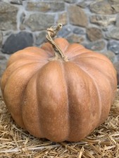 Zucca Moscata Di Provenza 20
