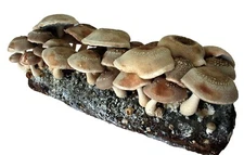 Root Mushroom Farm/Shiitake  Mushroom Grow Kit/ Harvest in 10 Days