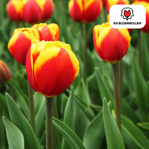 Tulpen Dow Jones – 20 Zwiebeln rot-gelb gestreift, auffällig, für Garten/Topf - Bild 4 von 8
