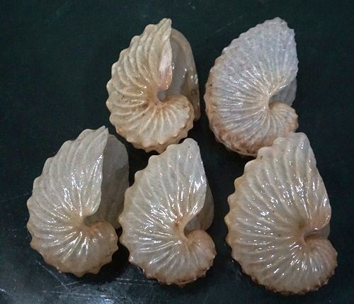 Argonauta Hians 47.2- 50 mm F+++ set of 5 beautiful pcs fragile collection WOW - Picture 8 of 9