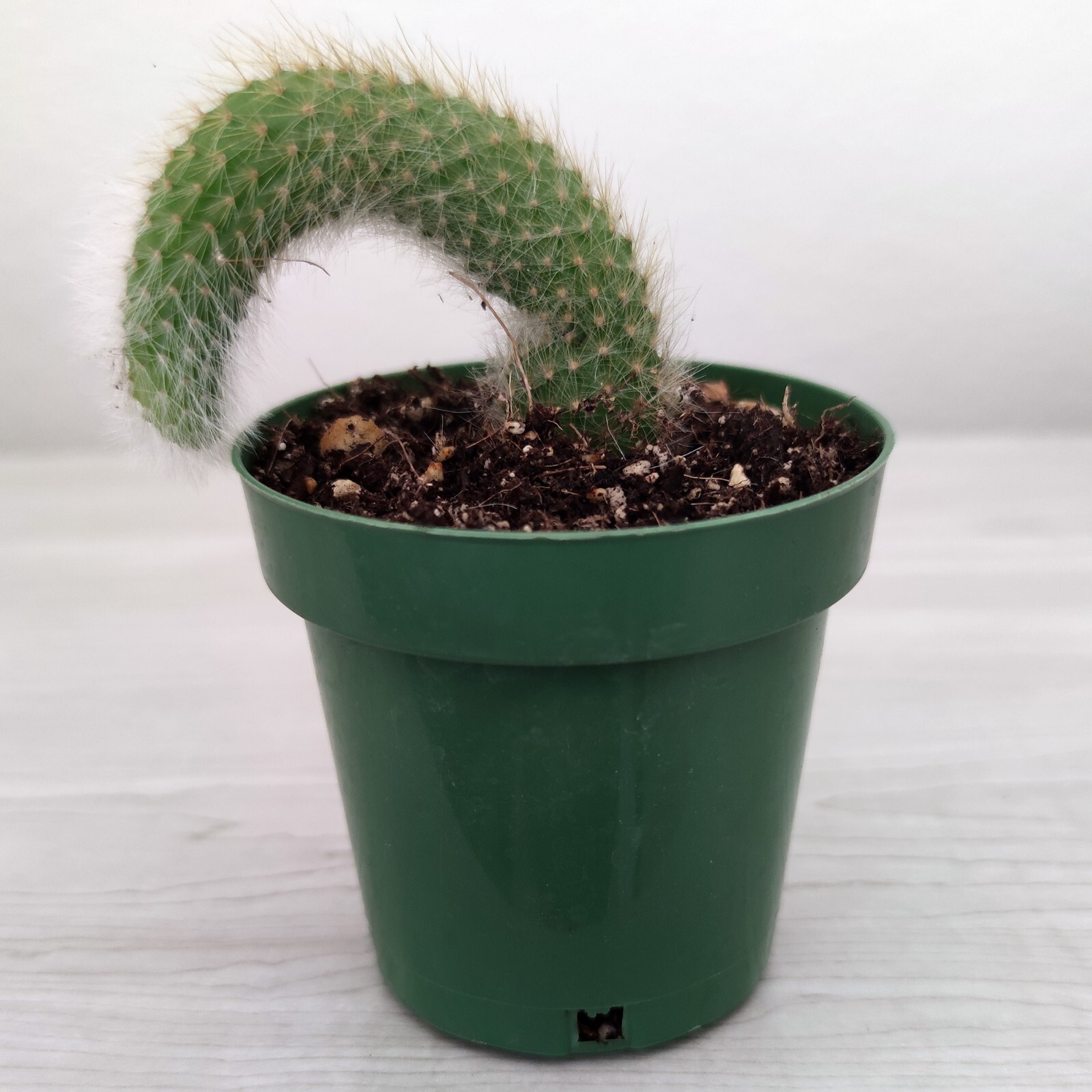 Cactus Plant Monkey Tail 4 inch + Long Live Plants In 3" Pot (MD