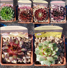 Sempervivum 'Houseleek' succulent hardy perennials 6cm pot many varieties