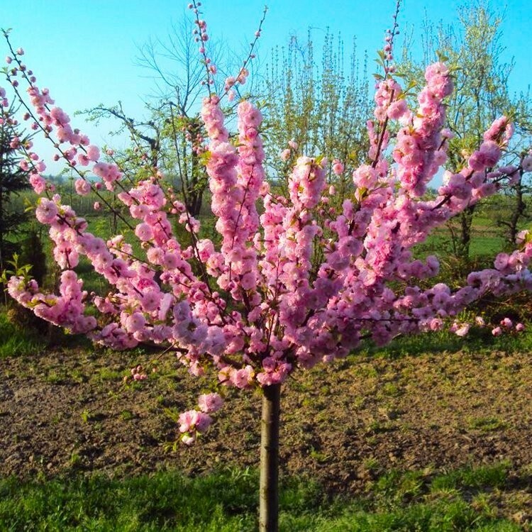 2 Pink Flowering Almond Trees/Shrubs - 6-12" Tall - Live Plants - Prunus  triloba | eBay