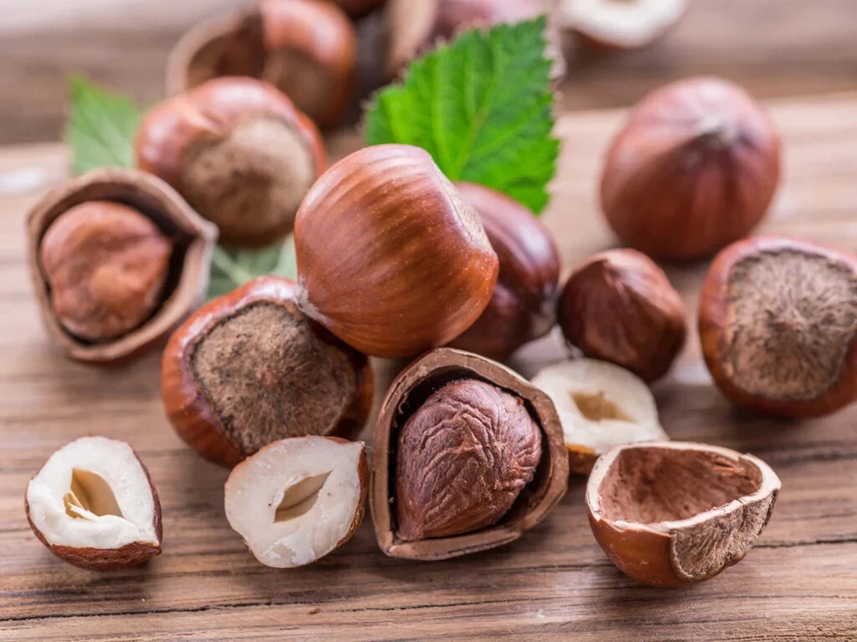 Semillas de avellana americana (20) / ORGÁNICAS / DELICIOSAS / CULTIVADAS EN FLORIDA Foto 2 de 3