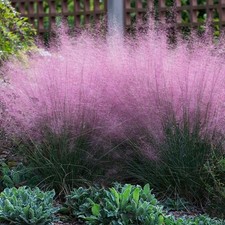 Pink Muhly Grass Plant Plugs Garden Ornamental Grass Hardy Perennial, pack of 3