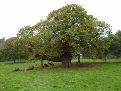 Foto 6x4 Edelkastanienbaum Bäre\/SS9800 Edelkastanienbaum im gr c2017