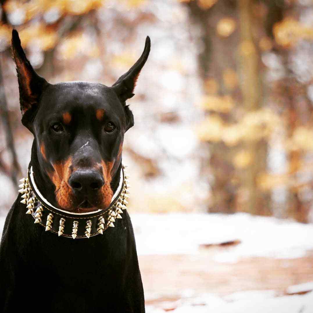 Bestia Gold Giant collar. 100% Leather. WIDE. soft. SCREW Spikes. HAND MADE Bestia Gold Giant collar. 100% Leather. WIDE. soft. SCREW Spikes. HAND MADE