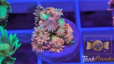 SBB Treasure Chest Goni WYSIWYG GG4 ~Live Coral Frag ~TankCandy~