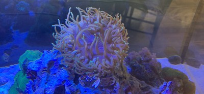 long tentacle anemone