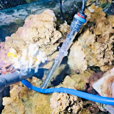 10 Kg Lebendgestein für Meerwasser Aquarium