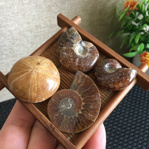 53g 4 piezas Embalaje natural mixto caracola especímenes de Madagascar pd2537 - Imagen 3 de 8