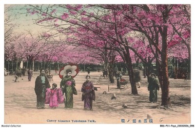 BBSP11-0963-JAPAN - Cherry blossons YOKOHAMA Park