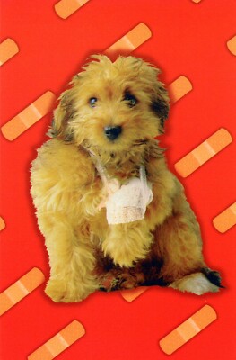 Cute GET WELL SOON Card, ''Heal!'' Goldendoodle Puppy Dog by American Greetings + 