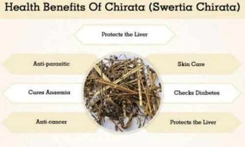 Chiraita Asli Swertia Chirayita Raw Bitter Stick Kalmegh Nilavembu - F/Ship - Picture 2 of 2