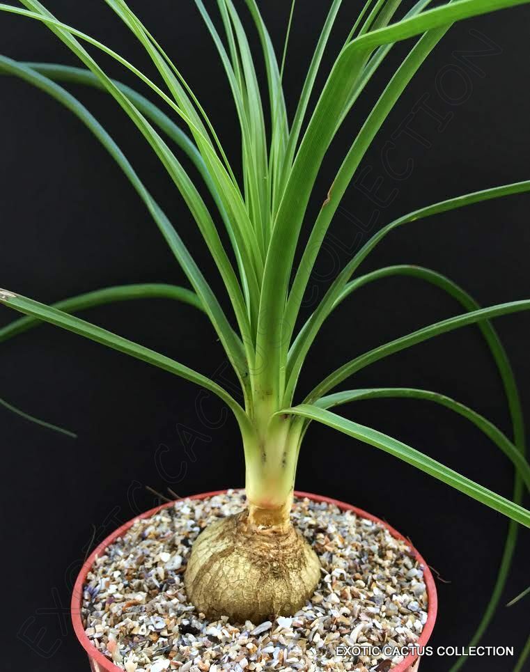 PONYTAIL PALM beaucarnea recurvata rare caudex elephant foot succulent 4"  plant | eBay