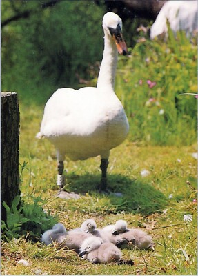 AK Vogel Pflanze Botanik grün Natur Schnabel Naturlandschaft Graskunst AA04878