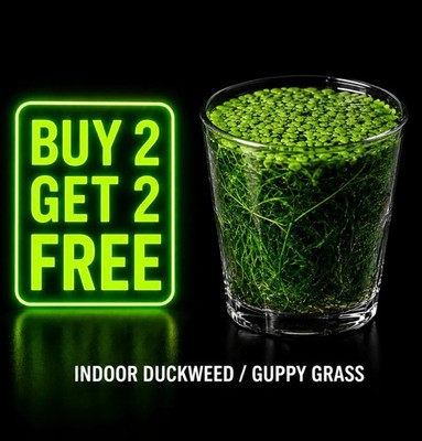 Live Guppy Grass Duckweed Mix Combo Fish Fry Shrimp Hiding Live Aquarium Plants