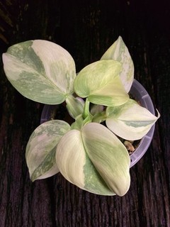 Ultra Premium Philodendron Silversword Highly Variegated Stem Rare Plant 🪴