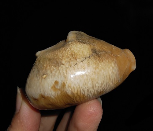 FOSSIL DE COWRIE SEA, RARO ENORME BARICYPRAEA QUADRINODOSA, DE INDONESIA, 56MM - Imagen 2 de 7