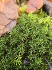 Live Haircap Moss Terrarium Fairy Garden Decor Quart Size Bag