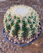 ECHINOCACTUS GRUSONII BREVISPINUS - PIANTA DA GIARDINO -DIAM 11 H 7CM