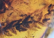 Botanical Acacia sprig leaf, Fossil insect inclusion in Burmese Amber