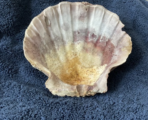Beautiful Natural Large Scallop Shells