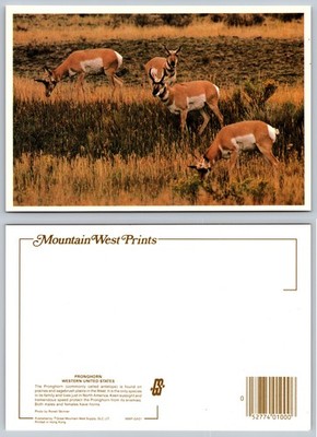 Continental Pronghorn Antelope Herd Postcard