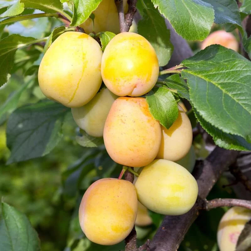 Prunier Goutte d'or Prunus domestica une variété fruitière d'exception