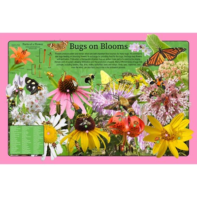 Bugs on Blooms Educational Nature Poster / Fun Kids Wildlife Ecosystem Poster