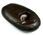 Damodar Shaligram-Nepal-116 Gram/2.81 Inch