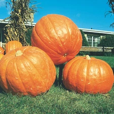 Big Max Pumpkin Seeds | Heirloom / 100+ LBS | Non-GMO | Free Shipping | 1075