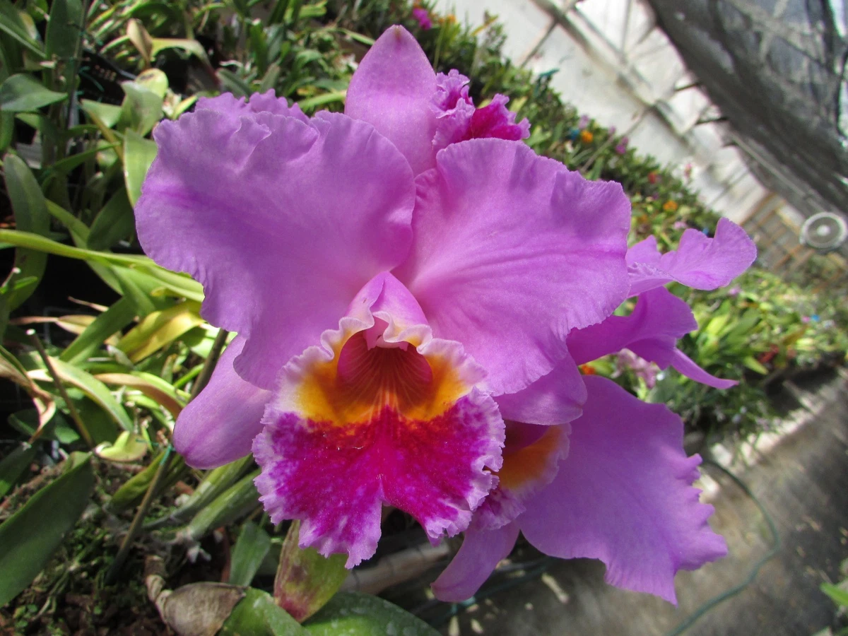 Cattleya Tropical Orchids for sale | eBay